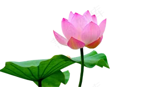 荷花素材 免抠 荷花 复古 中国风 莲花 荷叶 植物