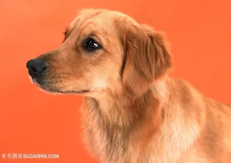 超高清金毛狗狗摄影图片