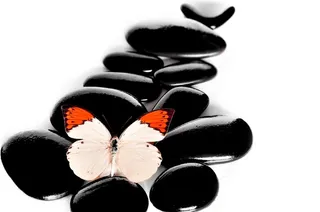 唯美高清蝴蝶图片摄影