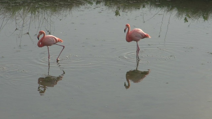 火烈鸟在水中行走