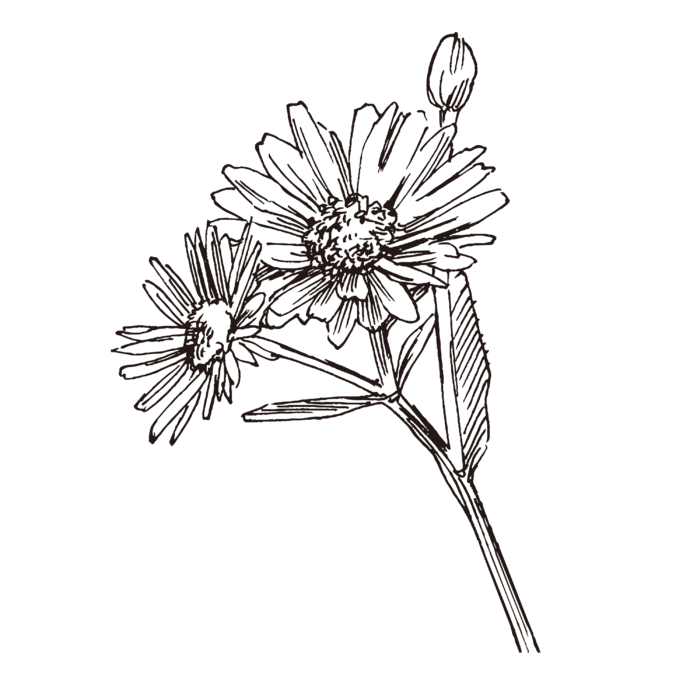 线条草本花卉手绘植物-紫菀