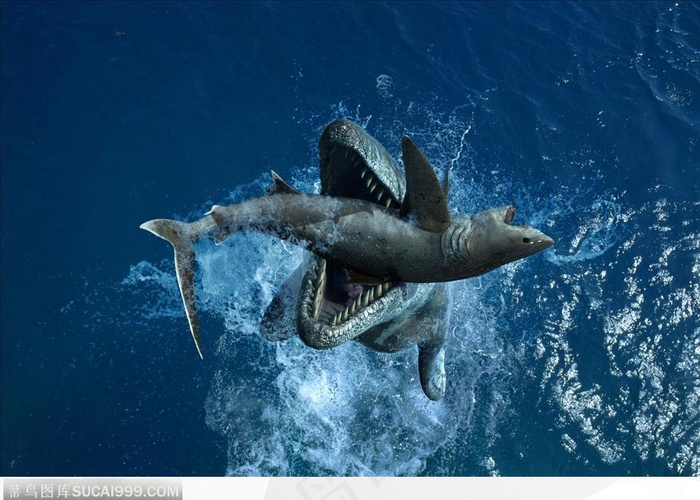 动物特写-鲸鱼捕食