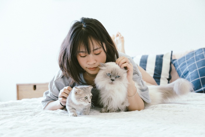 可爱猫咪猫猫摄影素材
