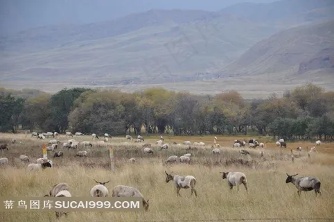 甘肃甘南牧场绵羊摄影