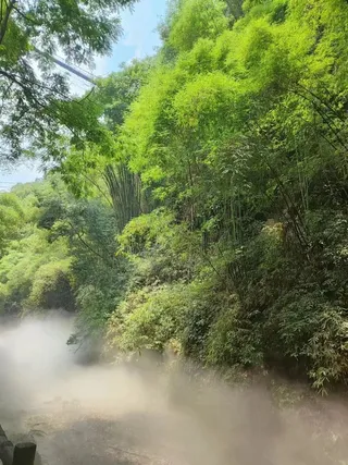 绿色竹林高清图