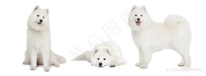 博美犬摄影图片