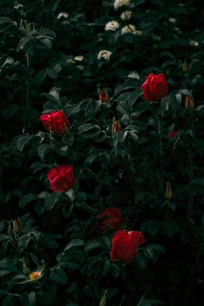 玫瑰花摄影图情人节玫瑰花配图图片