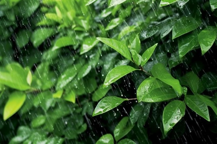 下雨天树叶绿色背景(1344x896)