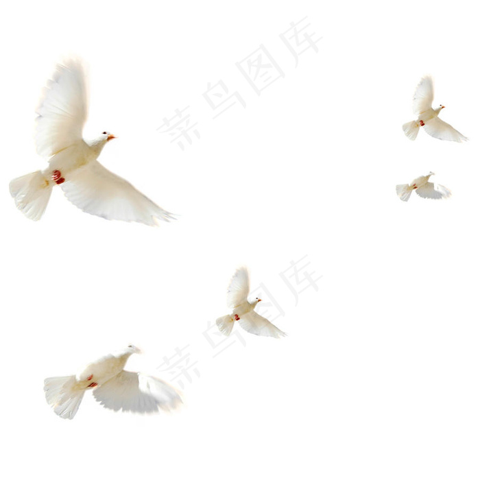 高清唯美飞翔的白鸽免抠图