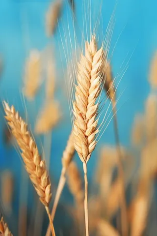 小麦蓝色虚化背景