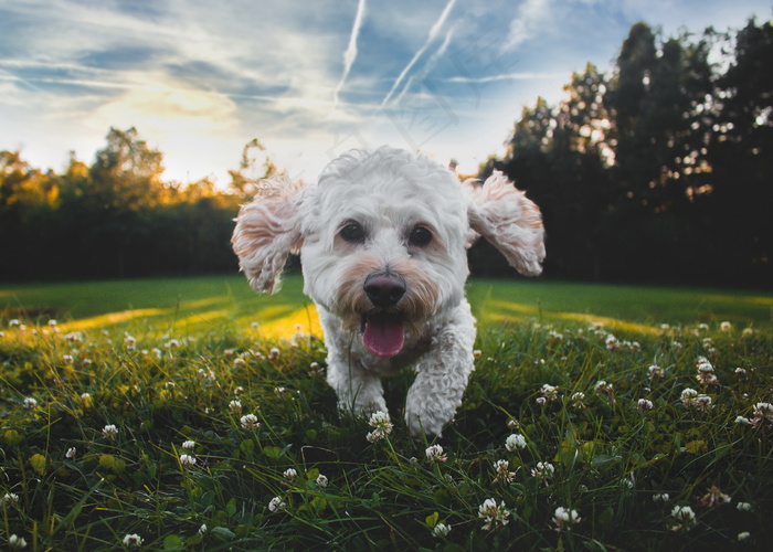可爱白色比熊犬图片