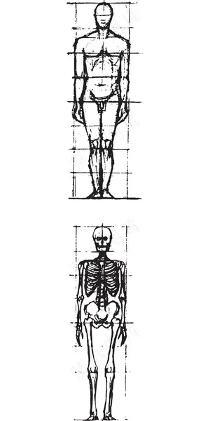 医学人体构造图片 医学人体构造图片