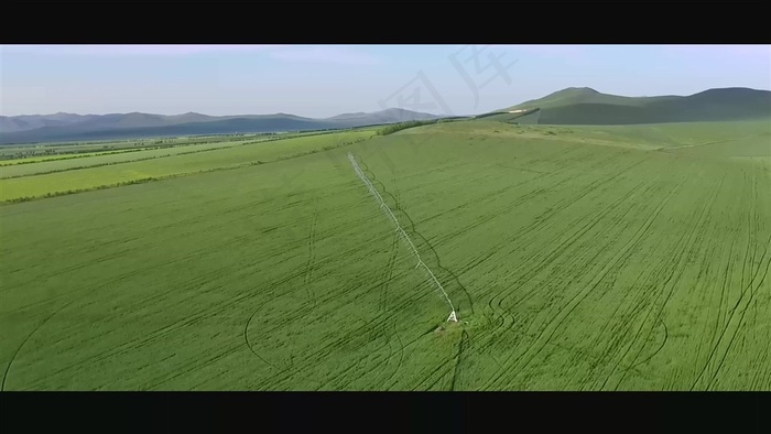 绿色麦田图片