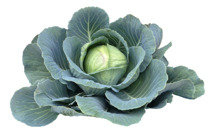 高清树木素材 免抠PSD植物素材 美术绘画园林贴图 树草灌木花草