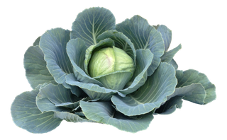 高清树木素材 免抠PSD植物素材 美术绘画园林贴图 树草灌木花草