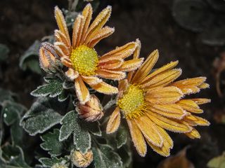 结霜的菊花图片