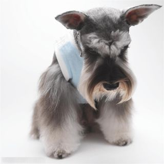 迷你犬-坐着的苏格兰梗