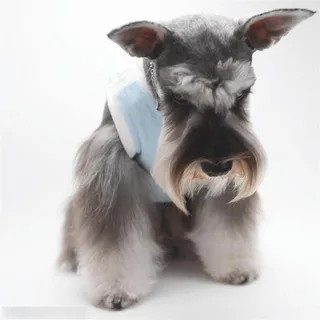 迷你犬-坐着的苏格兰梗