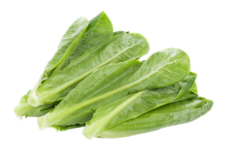 油麦菜 (4)超市商品白底图免抠实物摄影png格式图片透明底