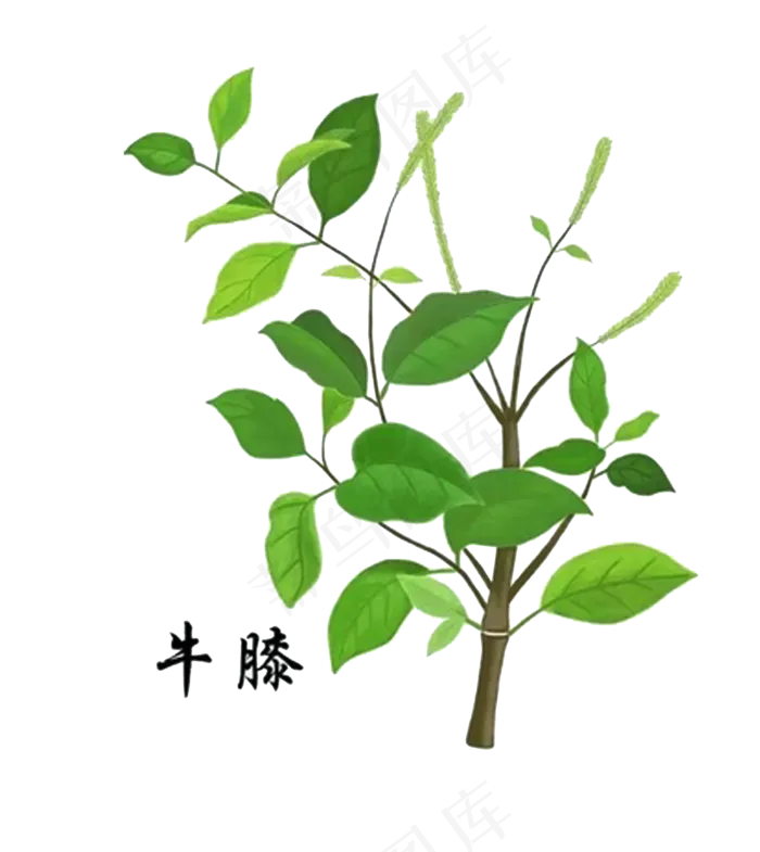 手绘草本中药药材牛膝