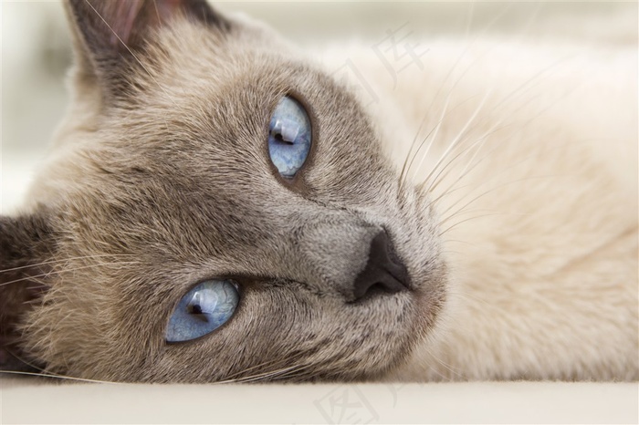 灰色的可爱小猫