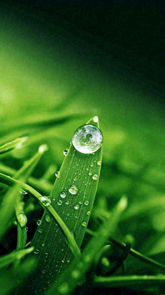 夏天绿植叶子露珠萌芽清新，雨水白露谷雨摄影图(816x1456)