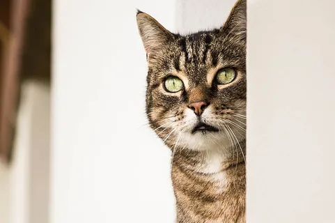 可爱猫咪 动物 素材 奶萌 (214) 可爱猫咪 动物 素材 奶萌 (214)