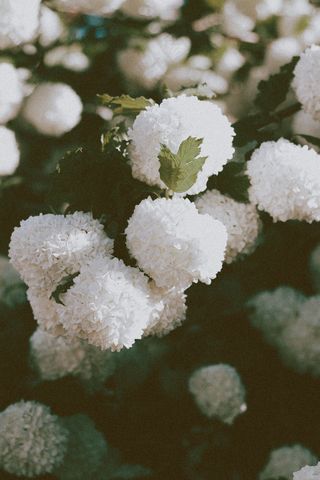 白色绣球花圃图片