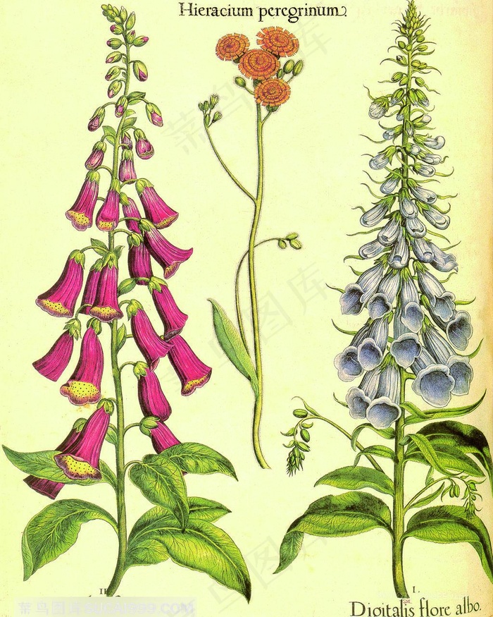 唯美喇叭花高清复古插画