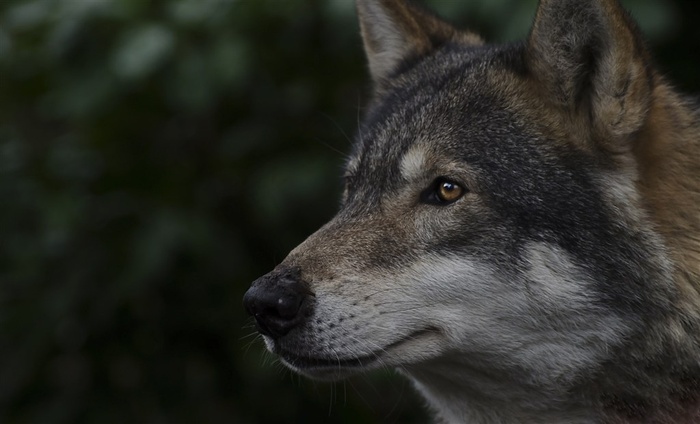 高清狼头特写图片