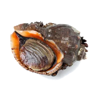 螺贝类带壳类(74)海鲜超市商品红酒白底图免抠实物摄影png格式图片透明底