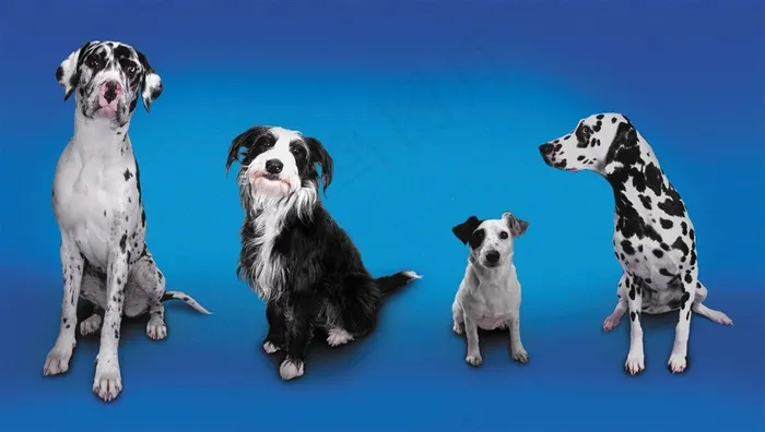 斑点狗可爱小狗高清图片