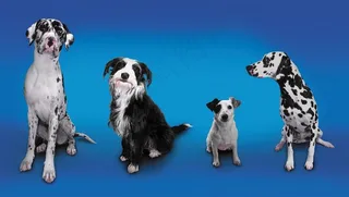 斑点狗可爱小狗高清图片