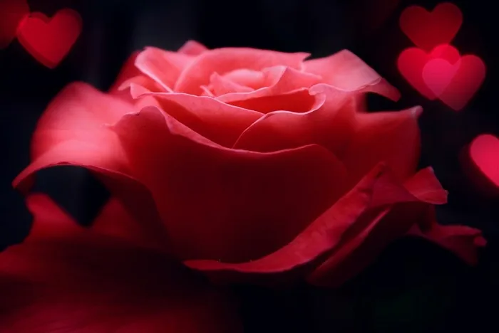 唯美红色玫瑰鲜花图片素材