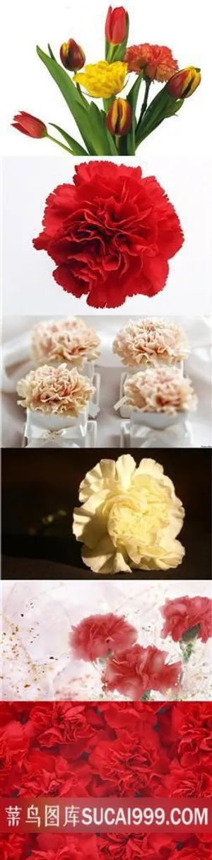 娇艳的康乃馨鲜花素材 娇艳的康乃馨鲜花素材