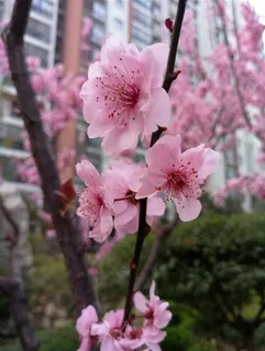 盛开的红色桃花 盛开的红色桃花