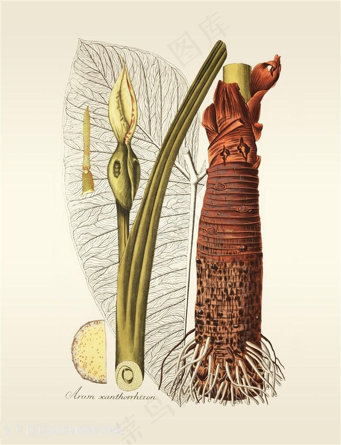 绿叶芭蕉植被静物插画