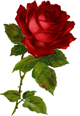 古典花卉png免扣素材