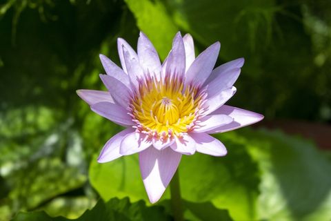 淡紫色睡莲花朵图片