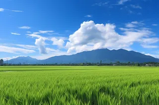夏天绿色的小麦田蓝天摄影图