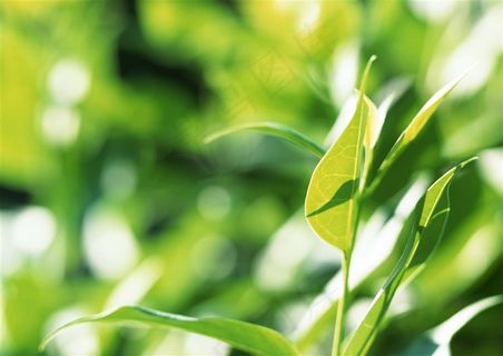 树木风景环境 jpg素材