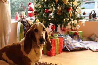 可爱小狗狗狗摄影素材