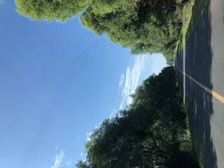 天空蓝天绿树道路背景