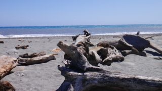 蓝色大海海滩枯树对比