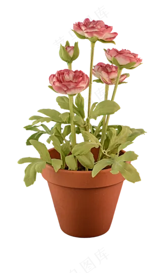 透明的, 透明背景, 花盆