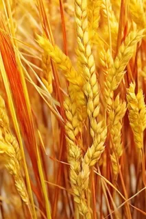 秋季小麦麦穗丰收背景