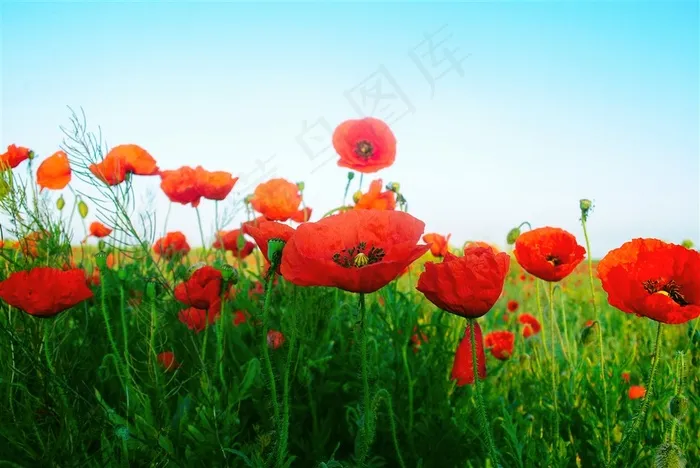 美丽的虞美人花朵花海高清图