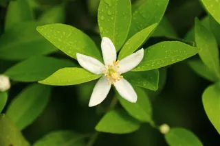 绿色的小清新柑橘树高清摄影图