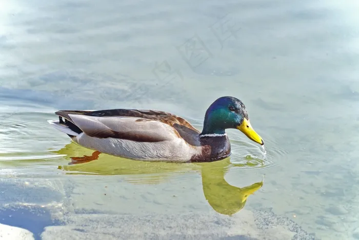 湖面上的绿头鸭图片
