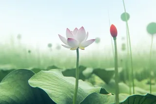 简约清新莲花背景